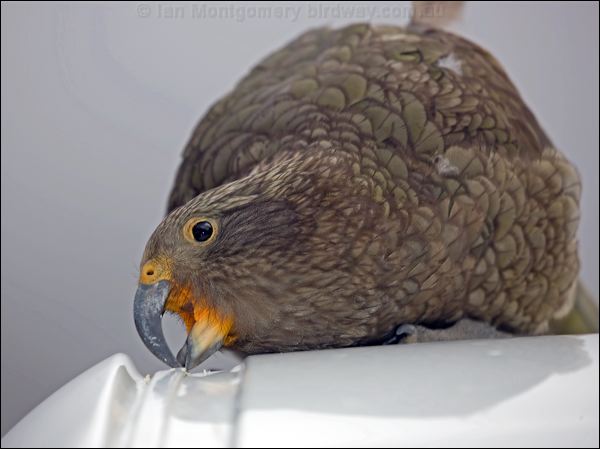 Kea kea_122005.psd