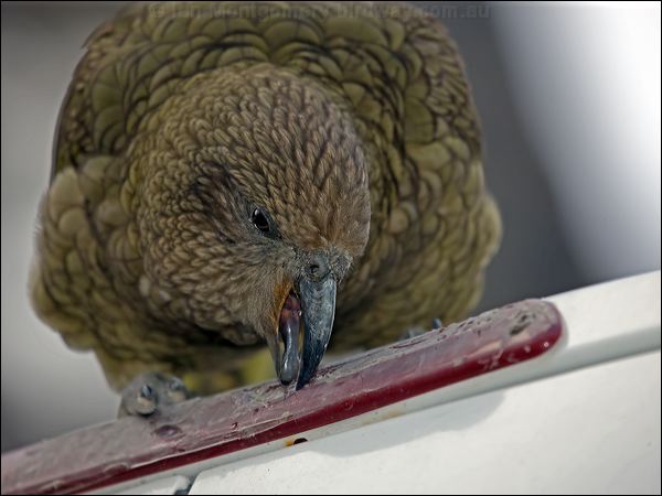Kea kea_122010.psd