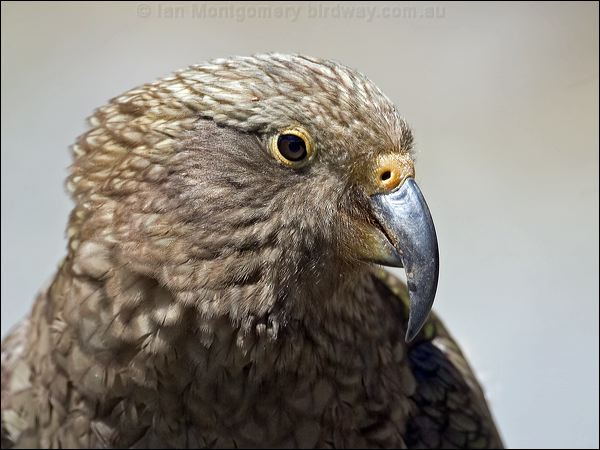 Kea kea_133751.psd