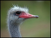 Click here to enter gallery and see photos of Common Ostrich