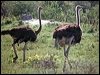 common_ostrich_s6114