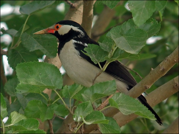 Pied Myna asian_pied_starling_16760.jpg