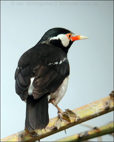 Pied Myna asian_pied_starling_16769.jpg
