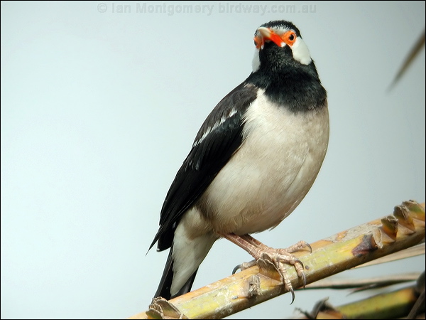 Pied Myna asian_pied_starling_16770.jpg