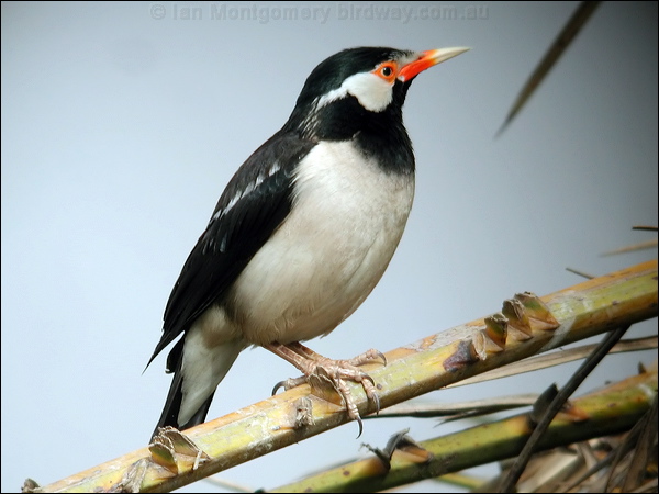 Pied Myna asian_pied_starling_16771.jpg