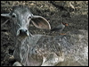 Click here to enter gallery and see photos/pictures/images of Bank Myna