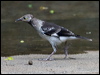 blk_collar_starling_141980