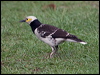 blk_collar_starling_142287