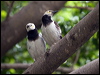blk_collar_starling_142337