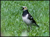blk_collar_starling_142344