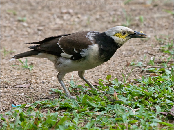 Black-collared Starling blk_collar_starling_142269.psd