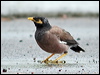 common_myna_09295