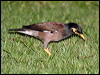 common_myna_56509