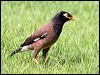 common_myna_56605
