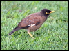 common_myna_63774