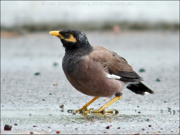 Common Myna common_myna_09295.psd