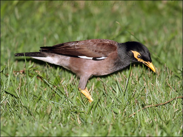 Common Myna common_myna_56509.jpg