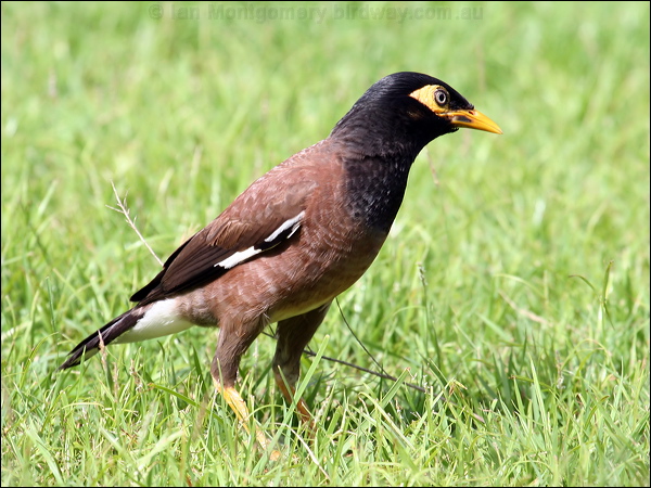 Common Myna common_myna_56605.jpg
