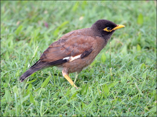 Common Myna common_myna_63774.psd