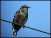 common_starling_03226