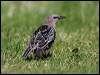 common_starling_19474