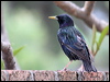 Click here to enter gallery and see photos/pictures/images of Common Starling