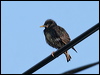common_starling_52930