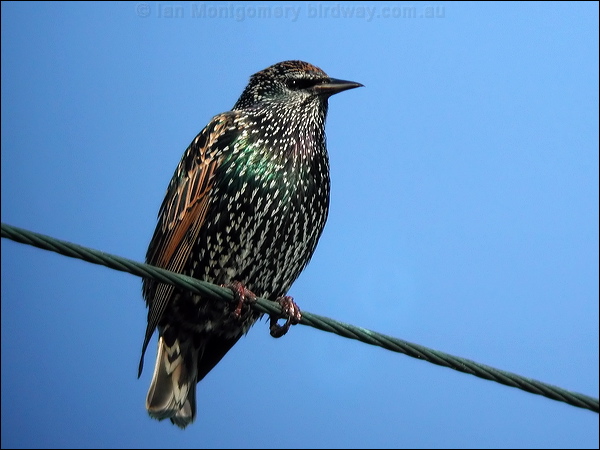 Common Starling common_starling_03226.jpg