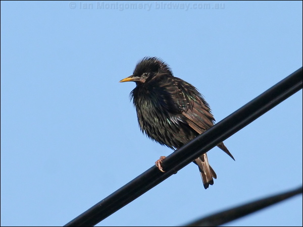 Common Starling common_starling_52930.jpg