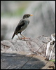 Click here to enter gallery and see photos/pictures/images of Jungle Myna