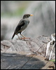 jungle_myna_06716