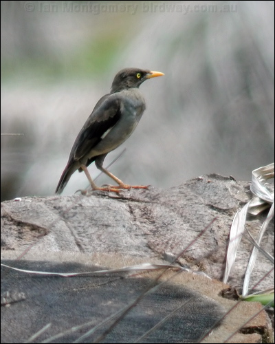 Jungle Myna jungle_myna_06716.jpg