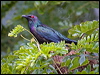 metallic_starling_113943