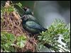 metallic_starling_113953