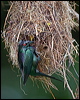 metallic_starling_113972