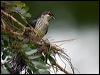 metallic_starling_114008