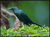 metallic_starling_114019