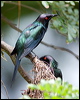 metallic_starling_114065