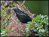 metallic_starling_114067