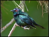 metallic_starling_114089