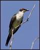 metallic_starling_12642