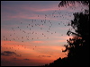 metallic_starling_96810
