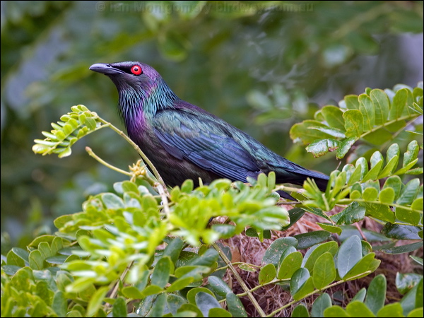 Metallic Starling metallic_starling_113943.psd