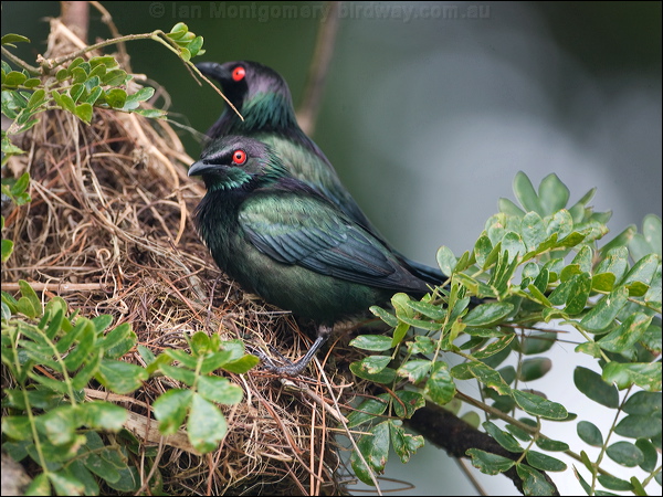 Metallic Starling metallic_starling_113953.psd
