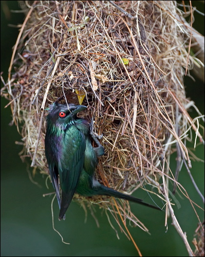 Metallic Starling metallic_starling_113972.psd