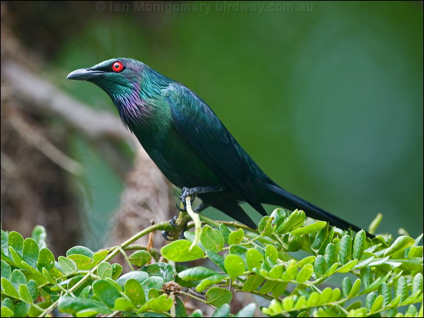 Metallic Starling metallic_starling_114019.psd