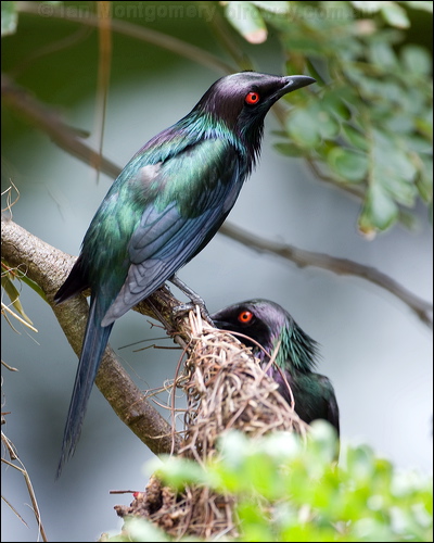 Metallic Starling metallic_starling_114065.psd
