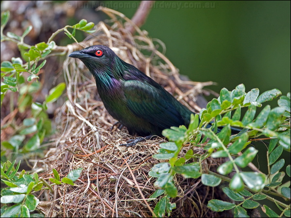 Metallic Starling metallic_starling_114067.psd