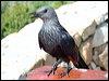 red_winged_starling_04410