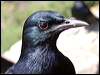 red_winged_starling_04412